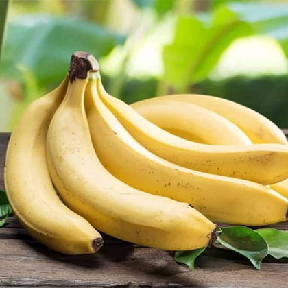 Cavendish Banana